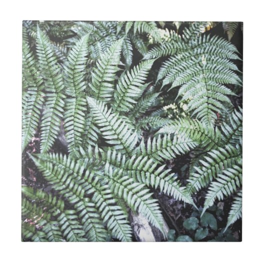 Fern Tropical Green Leaves Plant Woodland Foliage Tegeltje (Voorkant)