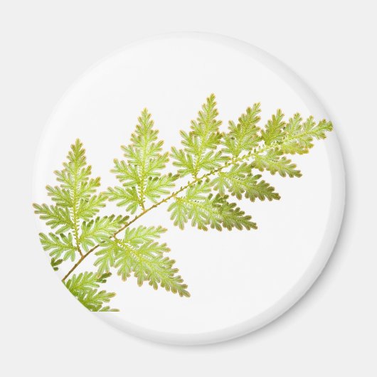 fernbladeren magneet (Voorkant)