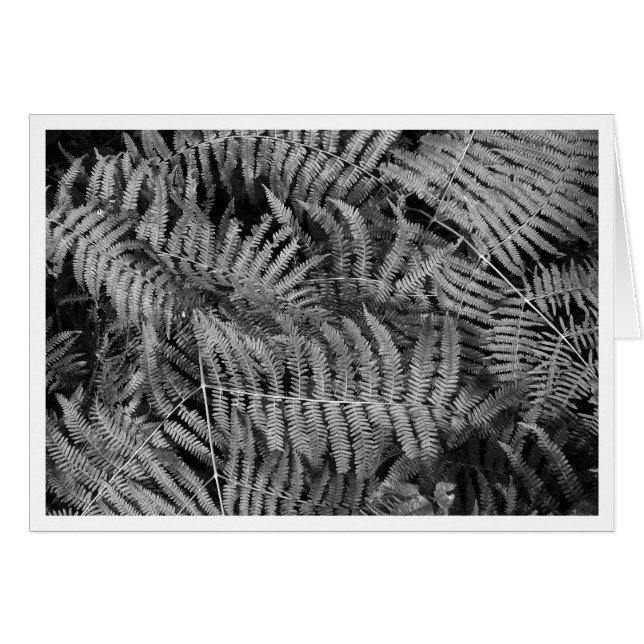 Ferns (Voorkant Horizontaal)