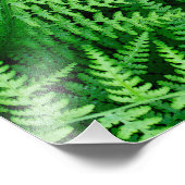 Ferns: Beauty in Natuur: Foto Afdruk (Hoek)
