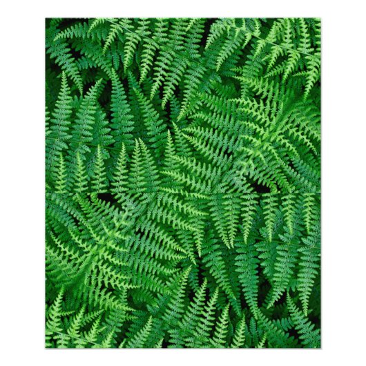 Ferns: Beauty in Natuur: Foto Afdruk (Voorkant)
