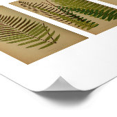 Ferns Botanische Afdruk Poster (Hoek)