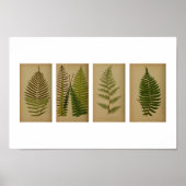  Ferns Botanische Afdruk Poster (Voorkant)
