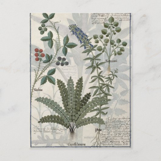 Ferns, Brambles en bloemen Briefkaart (Voorkant)