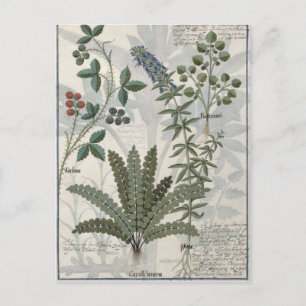 Ferns, Brambles en bloemen Briefkaart
