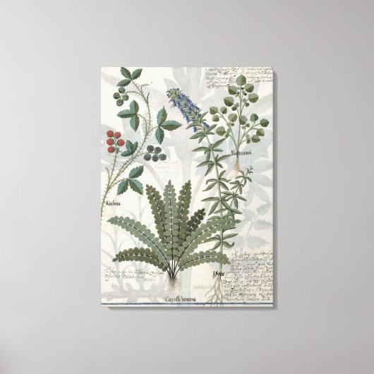 Ferns, Brambles en bloemen Canvas Afdruk (Voorkant)