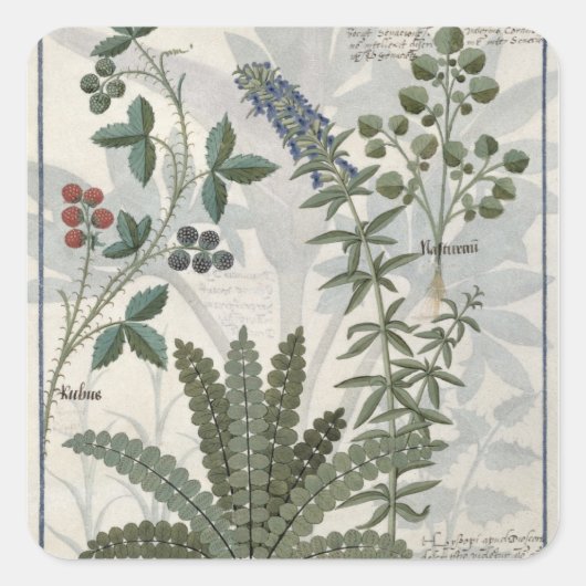 Ferns, Brambles en bloemen Vierkante Sticker (Voorkant)