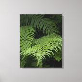 Ferns Canvas Afdruk (Voorkant)