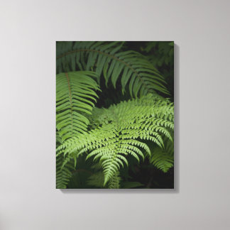 Ferns Canvas Afdruk