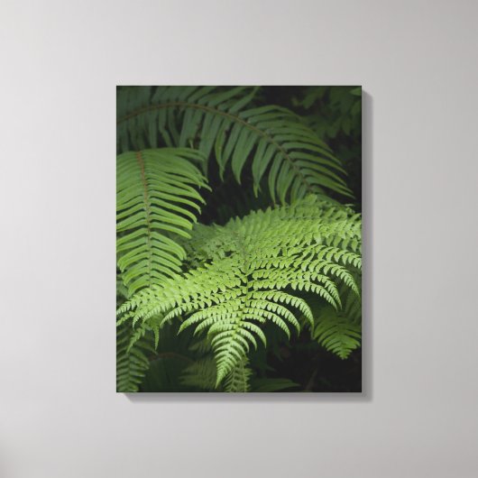 Ferns Canvas Afdruk (Voorkant)
