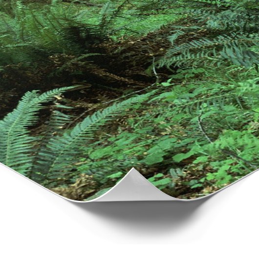 Ferns Covering a Rain Forest Floor in Olympic Poster (Hoek)