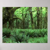 Ferns Covering a Rain Forest Floor in Olympic Poster (Voorkant)