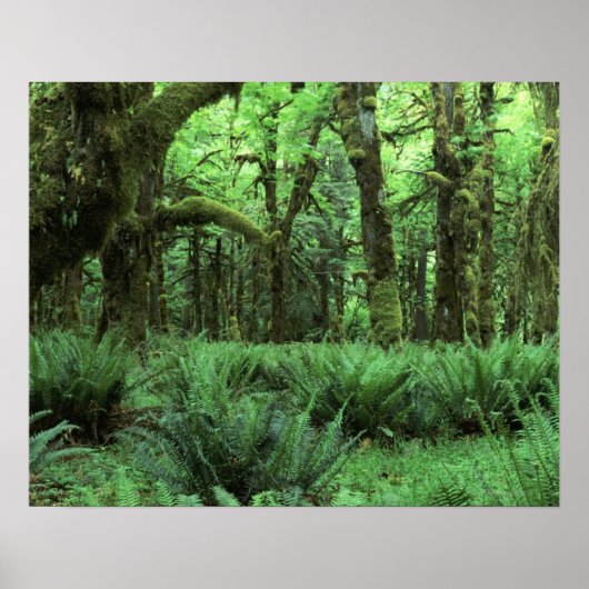 Ferns Covering a Rain Forest Floor in Olympic Poster (Voorkant)