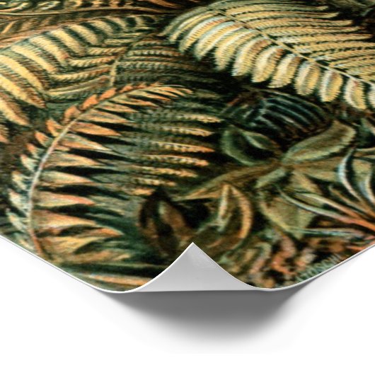 Ferns, Filicinae door Ernst Haeckel,  Planten Poster (Hoek)