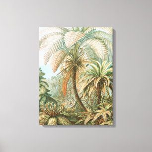 Ferns, Filicinae Laubfarne door Ernst Haeckel Canvas Afdruk
