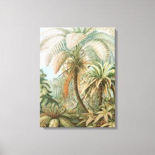 Ferns, Filicinae Laubfarne door Ernst Haeckel Canvas Afdruk