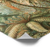 Ferns, Filicinae Laubfarne door Ernst Haeckel Poster (Hoek)