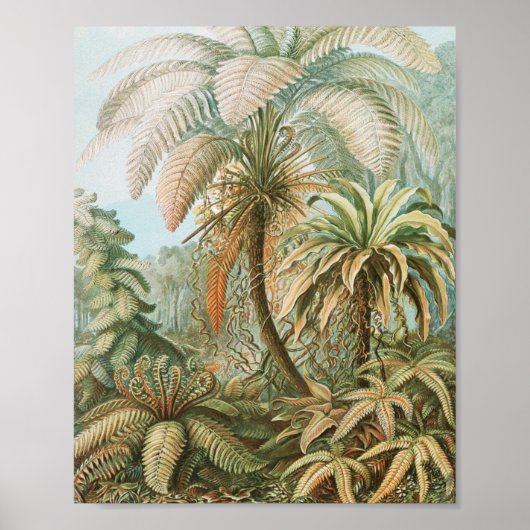 Ferns, Filicinae Laubfarne door Ernst Haeckel Poster (Voorkant)