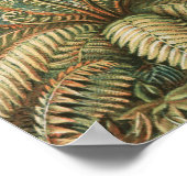 Ferns, Filicinae Laubfarne door Ernst Haeckel Poster (Hoek)