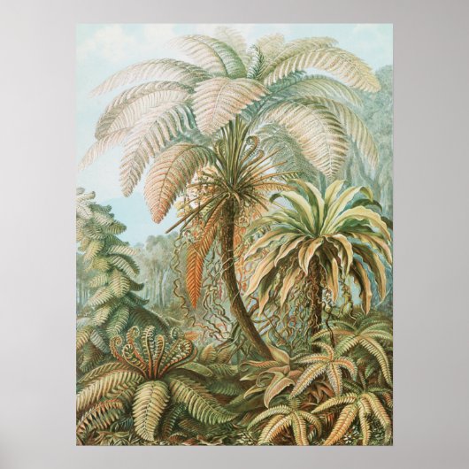 Ferns, Filicinae Laubfarne door Ernst Haeckel Poster (Voorkant)