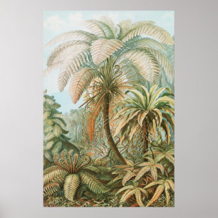 Ferns, Filicinae Laubfarne door Ernst Haeckel Poster