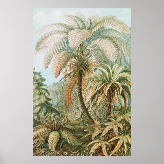 Ferns, Filicinae Laubfarne door Ernst Haeckel Poster (Voorkant)