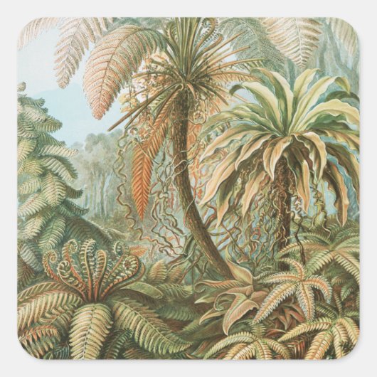 Ferns, Filicinae Laubfarne door Ernst Haeckel Vierkante Sticker (Voorkant)