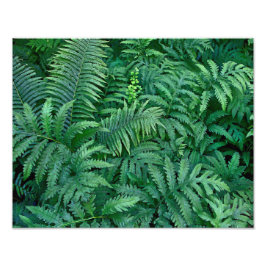 Ferns: Fotopapier Foto Afdruk