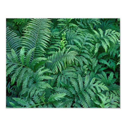 Ferns: Fotopapier Foto Afdruk (Voorkant)