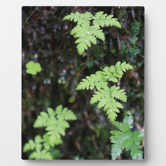 Ferns - fotoplaat (Voorkant)