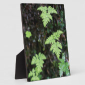 Ferns - fotoplaat (Zijkant)