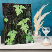 Ferns - fotoplaat (Zijkant)