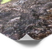 Ferns, geborgen onder steen, Rocky Mountain NP. Poster (Hoek)