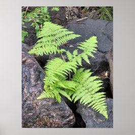 Ferns, geborgen onder steen, Rocky Mountain NP. Poster