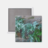 Ferns in Philadelphia Magneet (Voorkant / Achterkant)