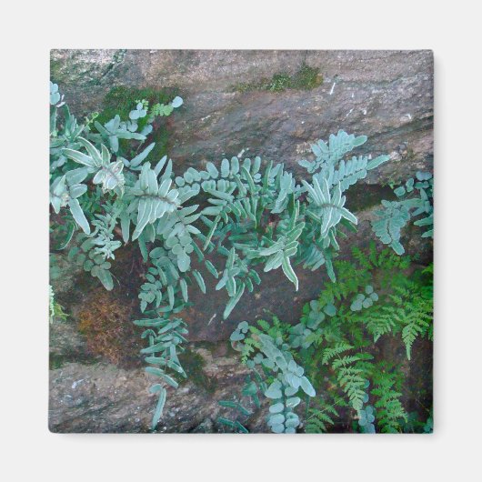 Ferns in Philadelphia Magneet (Voorkant)