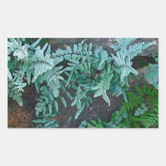 Ferns in Philadelphia Rechthoekige Sticker (Voorkant)