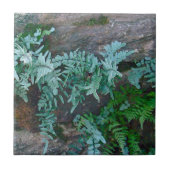 Ferns in Philadelphia Tegeltje (Voorkant)