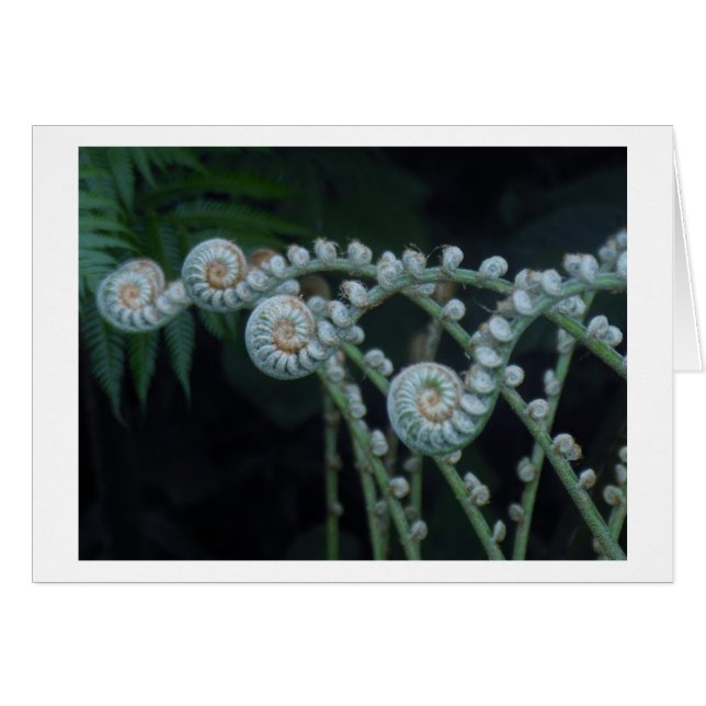 Ferns-kaart (Voorkant Horizontaal)