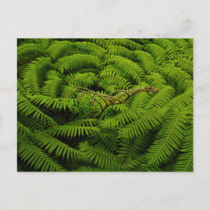 Ferns - Kunstfoto Briefkaart
