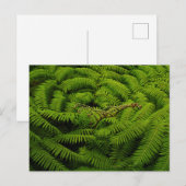 Ferns - Kunstfoto Briefkaart (Voorkant / Achterkant)