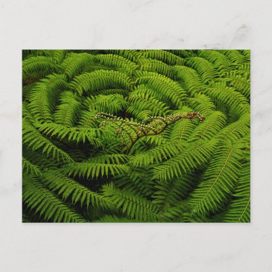 Ferns - Kunstfoto Briefkaart (Voorkant)