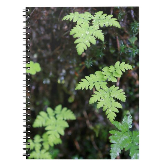 Ferns - notitieboek (Voorkant)