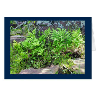 Ferns on a Rock Formation in Wisconsin Blank Card