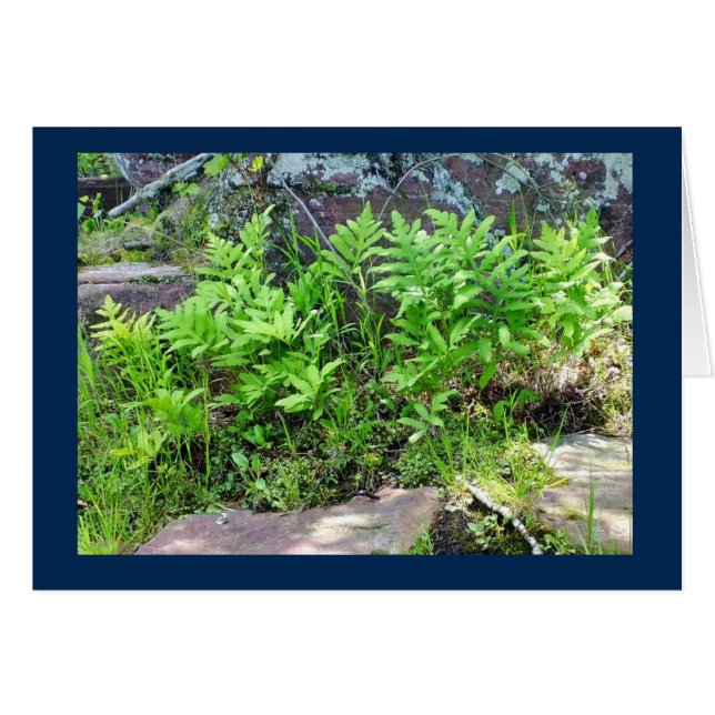 Ferns on a Rock Formation in Wisconsin Blank Card (Voorkant Horizontaal)