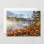 Ferns op Shoreline | Paradise, Michigan Briefkaart (Voorkant / Achterkant)