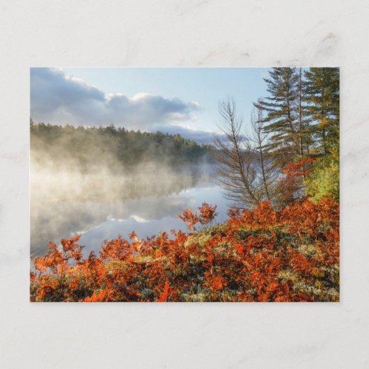 Ferns op Shoreline | Paradise, Michigan Briefkaart (Voorkant)