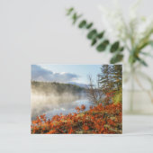 Ferns op Shoreline | Paradise, Michigan Briefkaart (Staand voorkant)