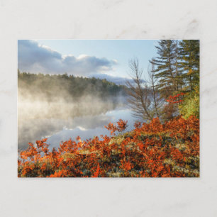 Ferns op Shoreline   Paradise, Michigan Briefkaart