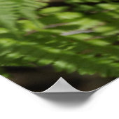 Ferns Poster (Hoek)